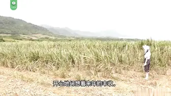 π452 甘蔗地里，母子田震