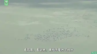 π689 日本女优畅游野性王国